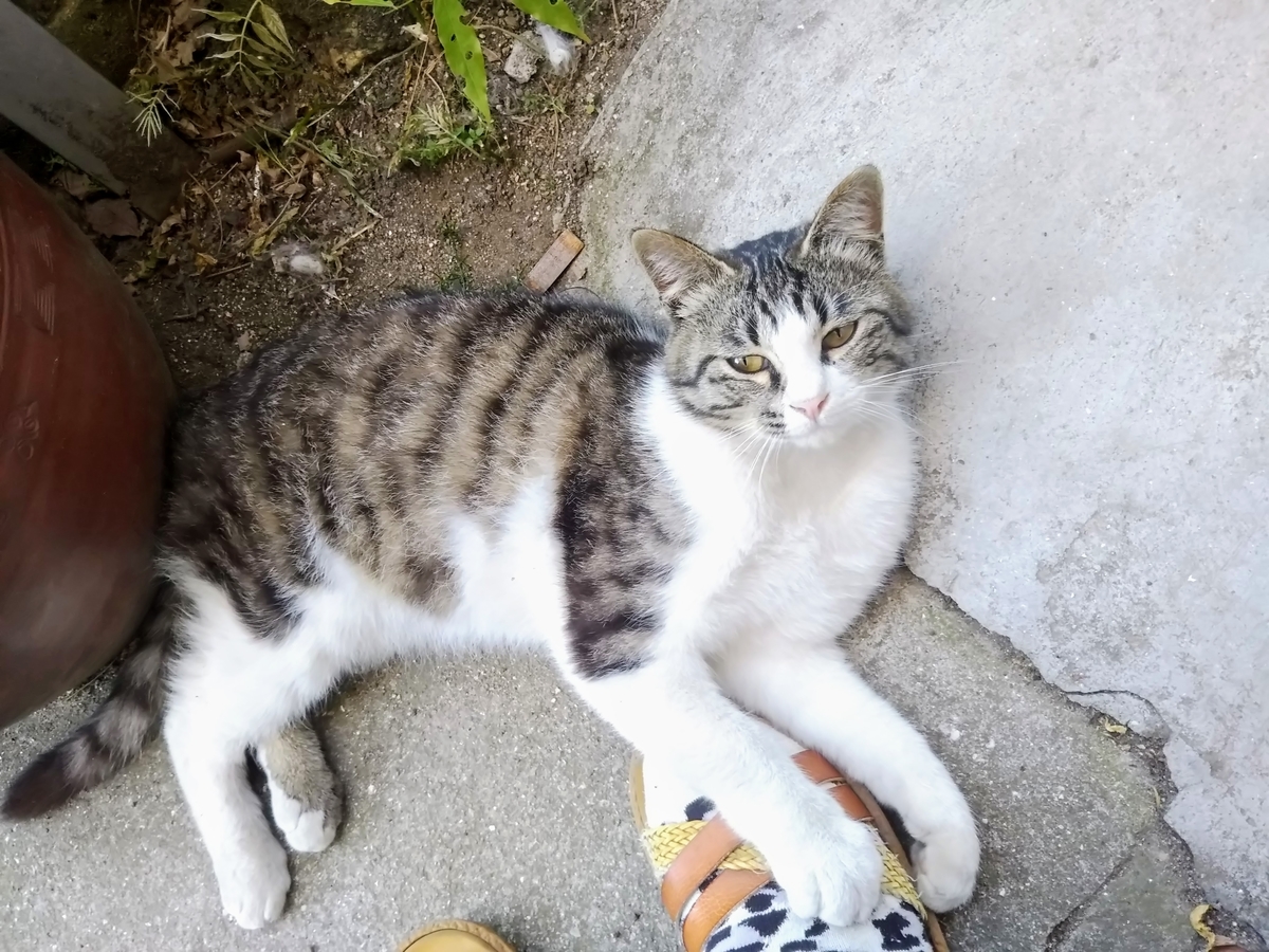 f:id:may-cat:20211230192559j:plain