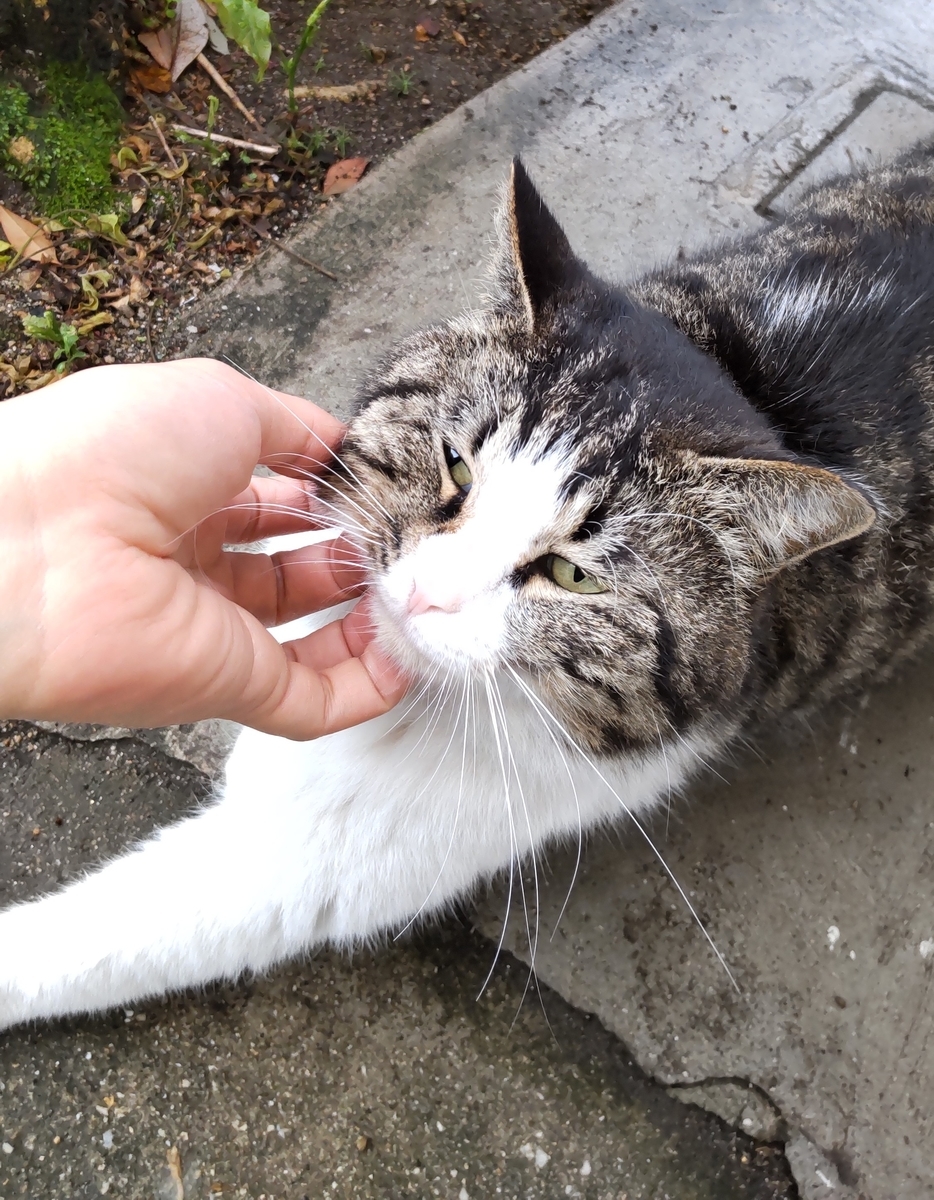 f:id:may-cat:20211230192603j:plain