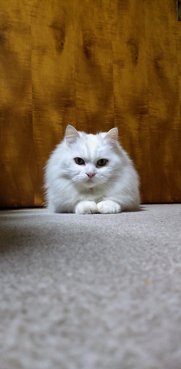 f:id:may-cat:20211231235001j:plain