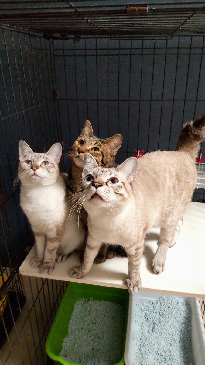 f:id:may-cat:20220103220452j:plain