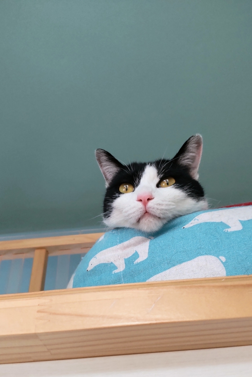 f:id:may-cat:20220107225651j:plain