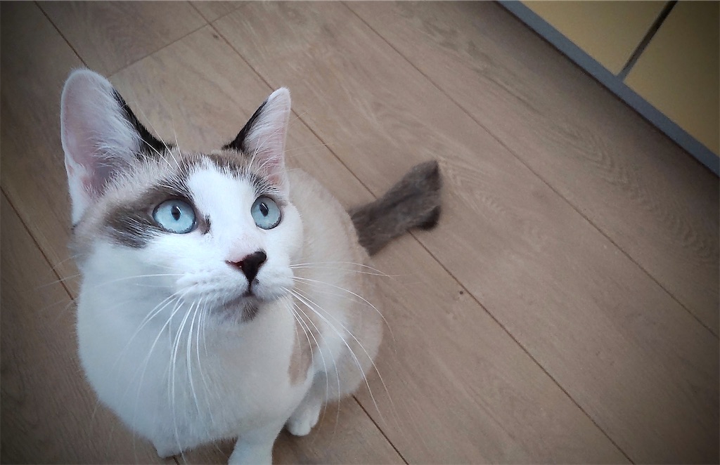 f:id:may-cat:20220113201844j:image f:id:may-cat:20220113201844j:image