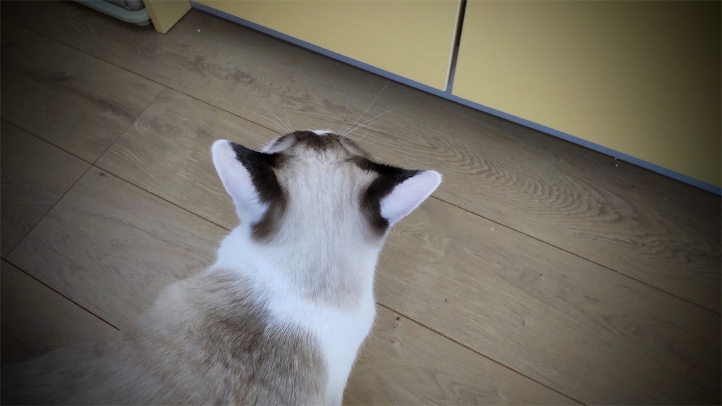 f:id:may-cat:20220113202052j:image f:id:may-cat:20220113202052j:image