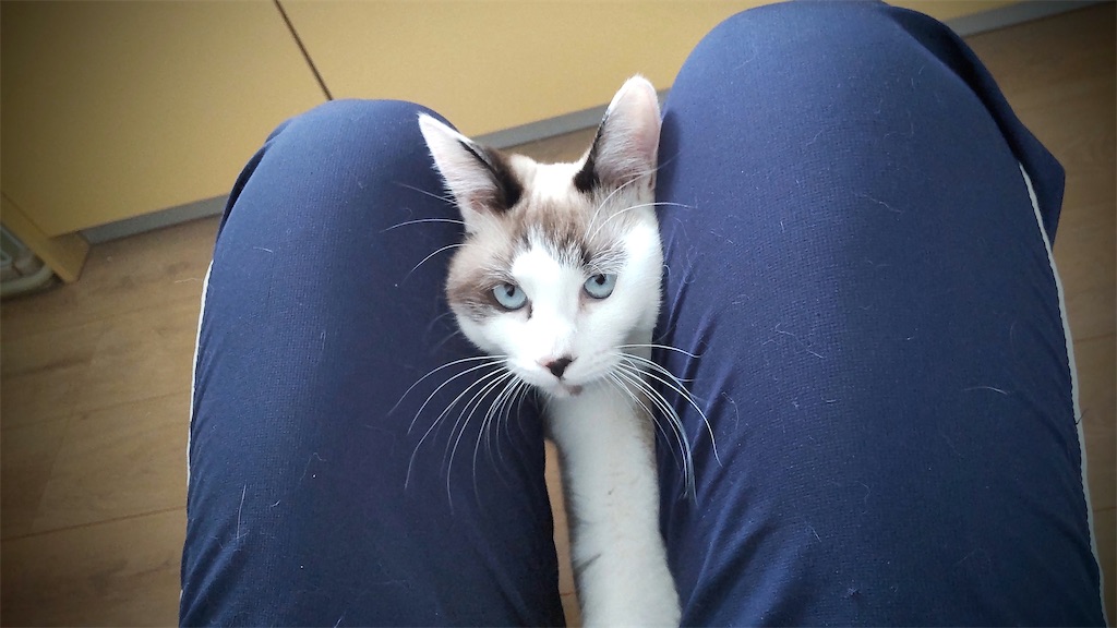f:id:may-cat:20220113202132j:image f:id:may-cat:20220113202132j:image