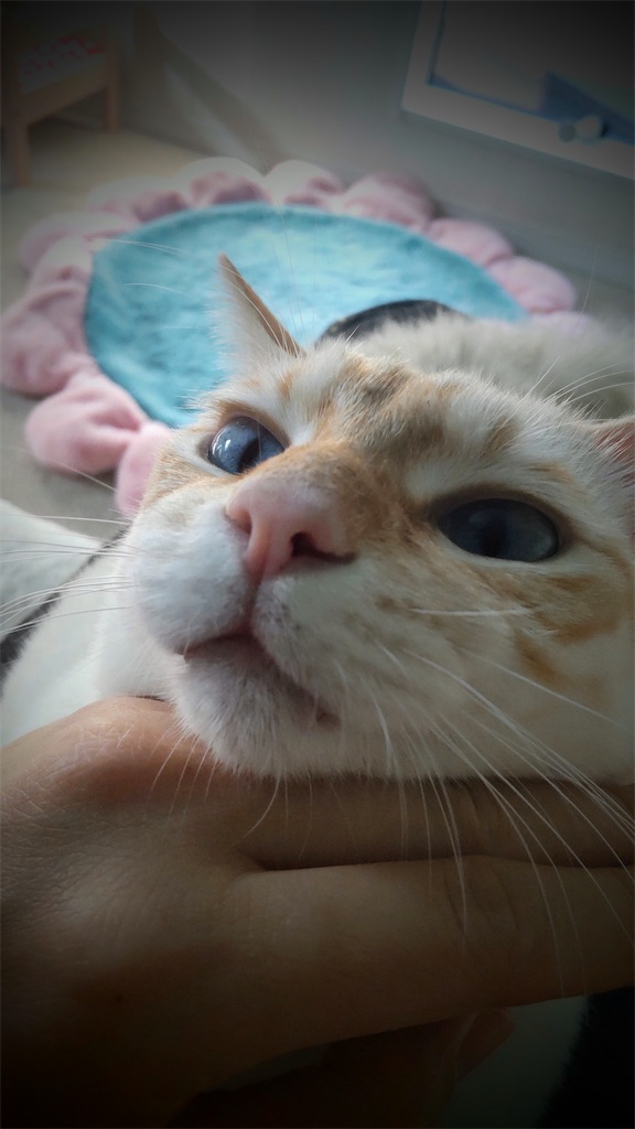f:id:may-cat:20220113202354j:image f:id:may-cat:20220113202354j:image