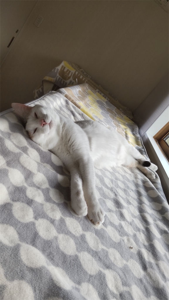 f:id:may-cat:20220120220800j:image f:id:may-cat:20220120220800j:image