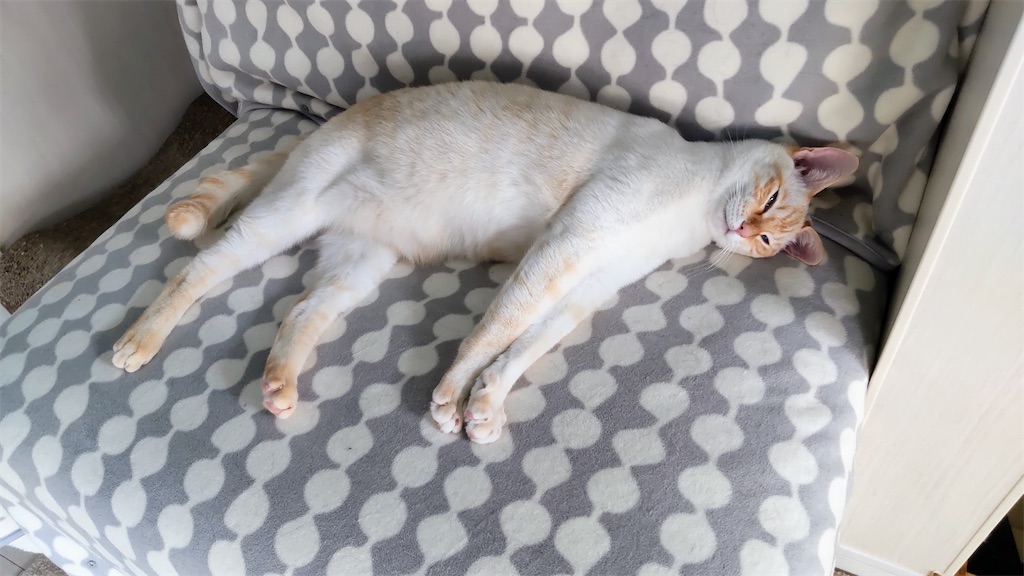 f:id:may-cat:20220120220950j:image f:id:may-cat:20220120220950j:image