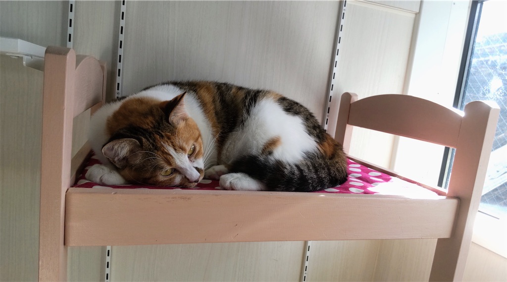 f:id:may-cat:20220120222149j:image f:id:may-cat:20220120222149j:image