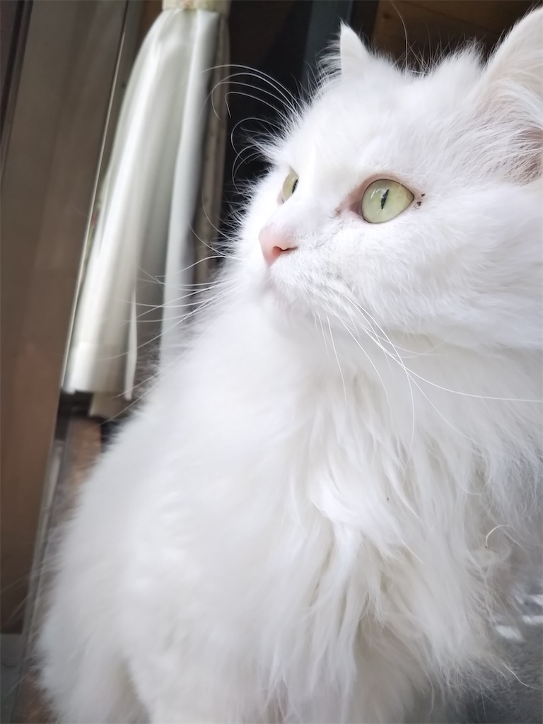 f:id:may-cat:20220201203218j:image