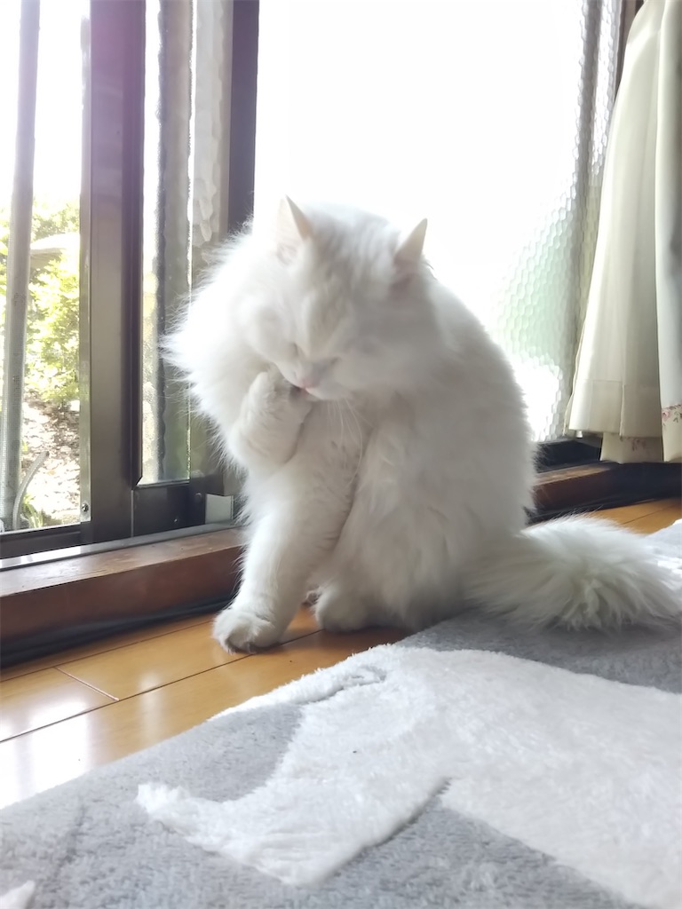 f:id:may-cat:20220201203222j:image