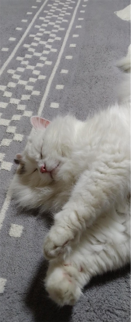 f:id:may-cat:20220225221312j:image