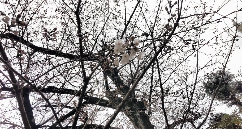 f:id:may-cat:20220319210451j:image