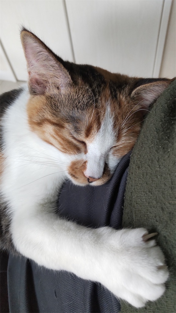 f:id:may-cat:20220402224034j:image f:id:may-cat:20220402224034j:image
