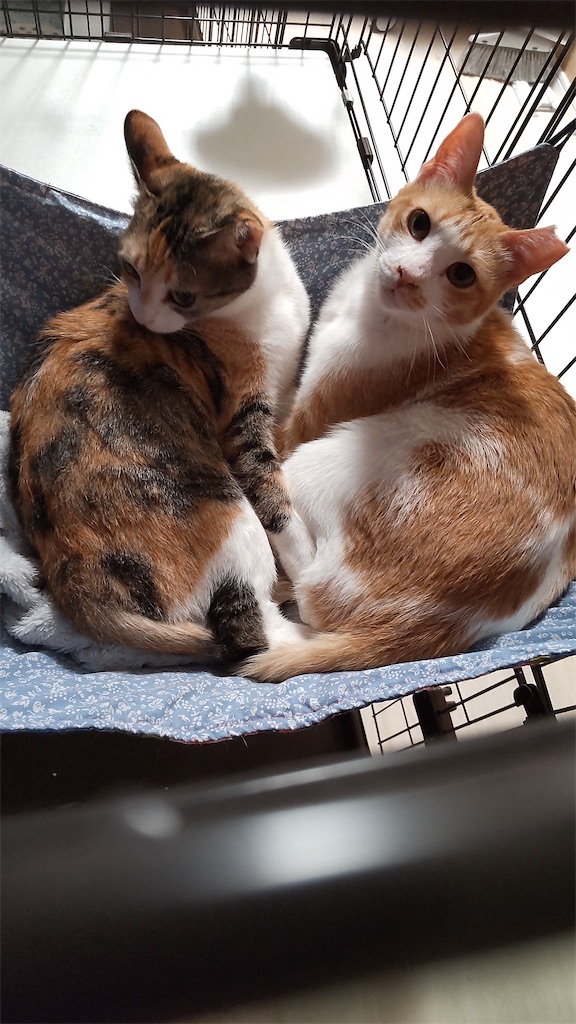 f:id:may-cat:20220408230113j:image