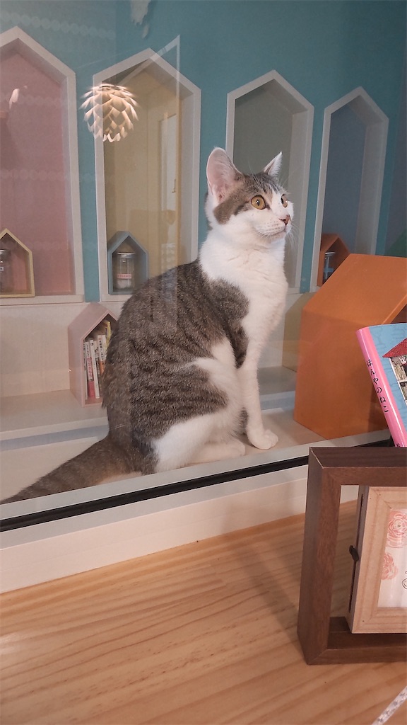 f:id:may-cat:20220415225513j:image f:id:may-cat:20220415225513j:image