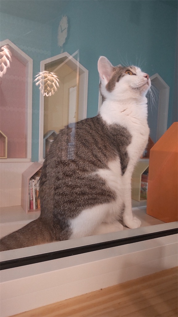 f:id:may-cat:20220415225522j:image f:id:may-cat:20220415225522j:image