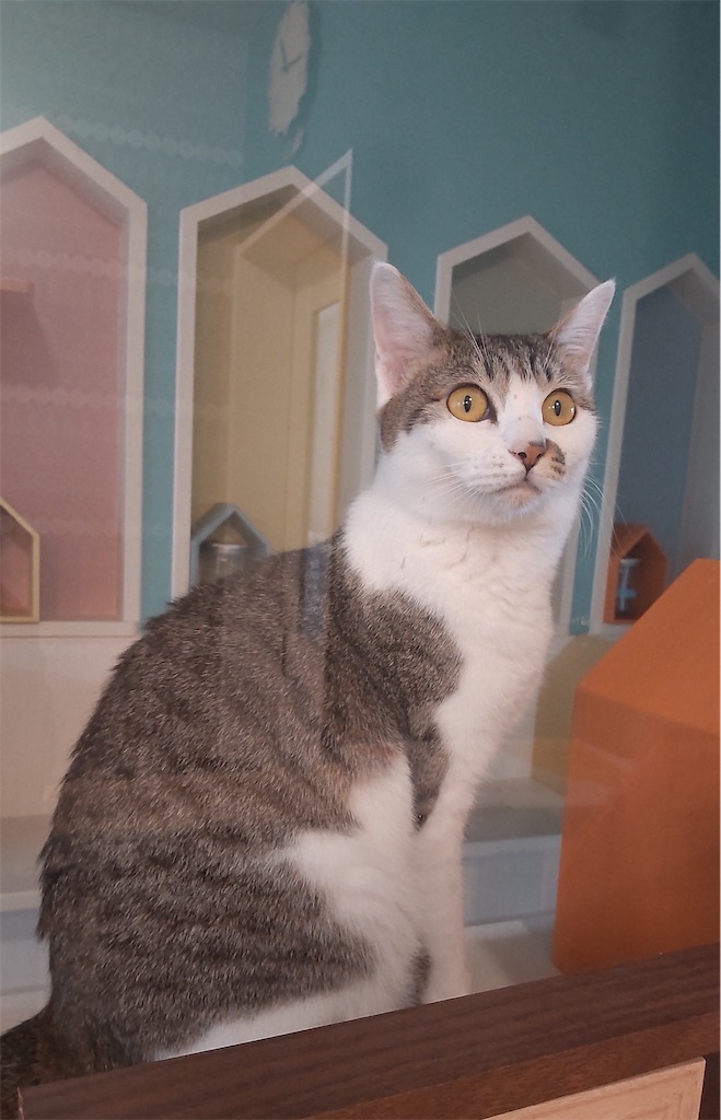 f:id:may-cat:20220415225624j:image f:id:may-cat:20220415225624j:image