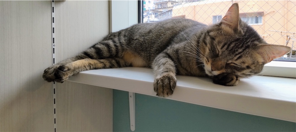 f:id:may-cat:20220430232641j:image f:id:may-cat:20220430232641j:image