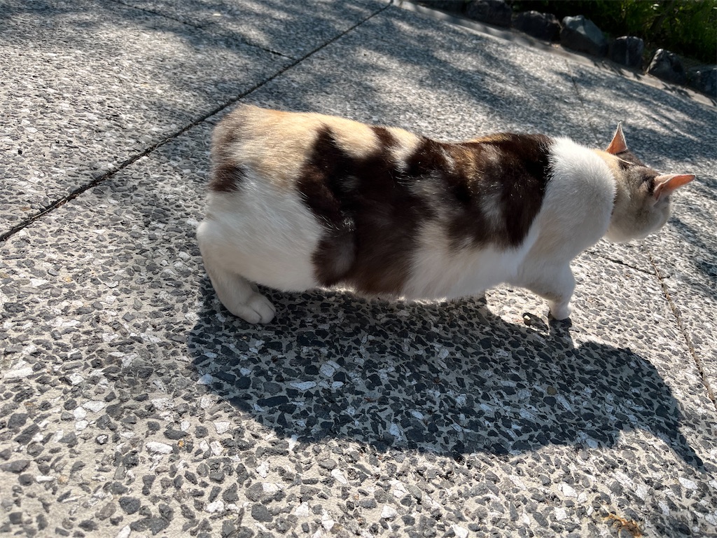 f:id:may-cat:20220523225356j:image f:id:may-cat:20220523225356j:image