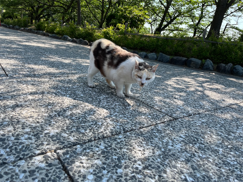 f:id:may-cat:20220523225403j:image f:id:may-cat:20220523225403j:image