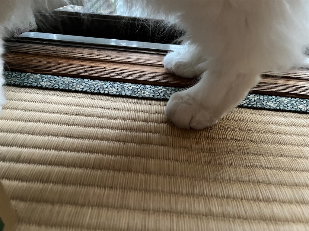 f:id:may-cat:20220525232949j:image f:id:may-cat:20220525232949j:image