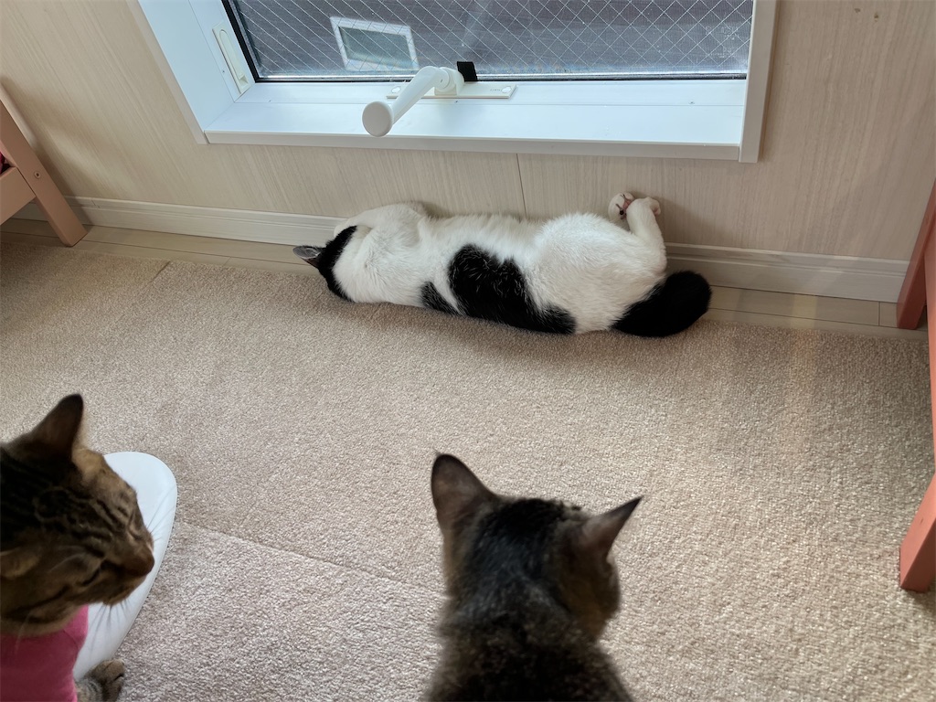 f:id:may-cat:20220531225159j:image f:id:may-cat:20220531225159j:image