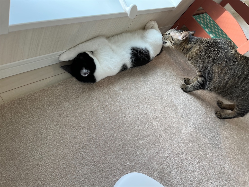 f:id:may-cat:20220531225201j:image f:id:may-cat:20220531225201j:image
