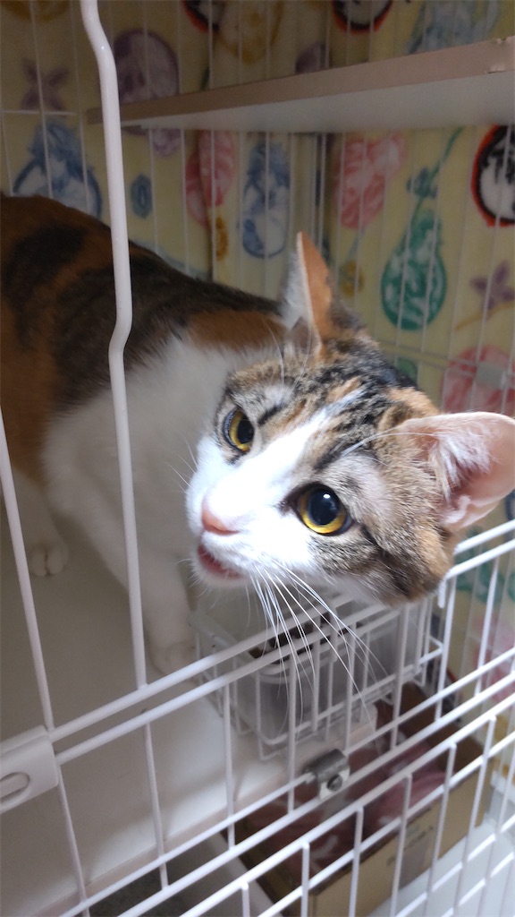 f:id:may-cat:20220602230008j:image f:id:may-cat:20220602230008j:image