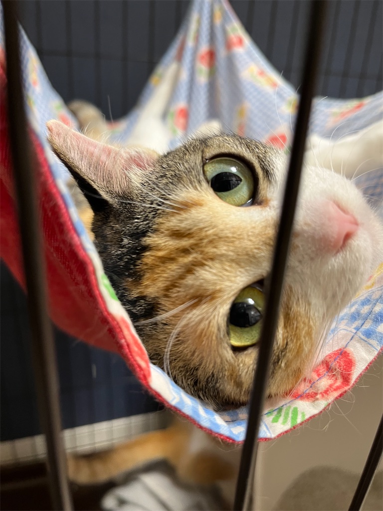f:id:may-cat:20220607223254j:image
