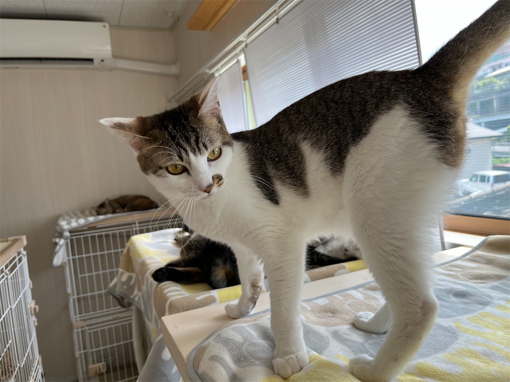 f:id:may-cat:20220608221539j:image