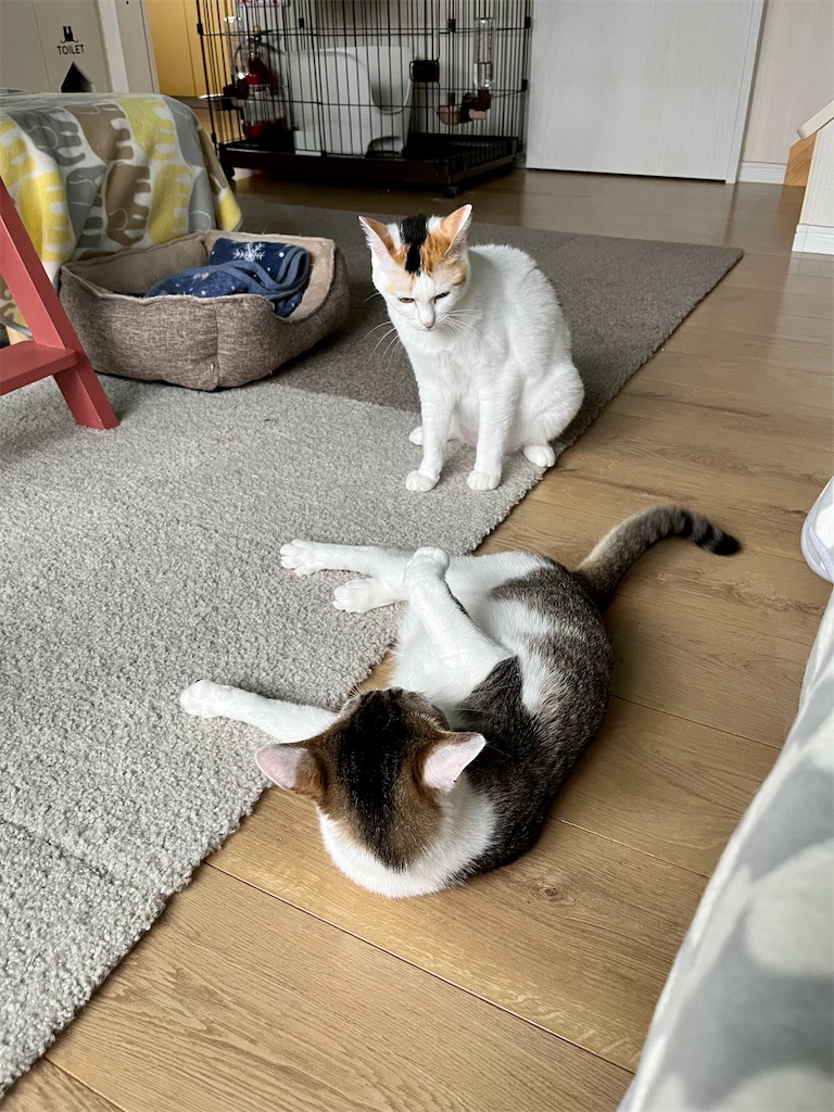 f:id:may-cat:20220620222429j:image f:id:may-cat:20220620222429j:image