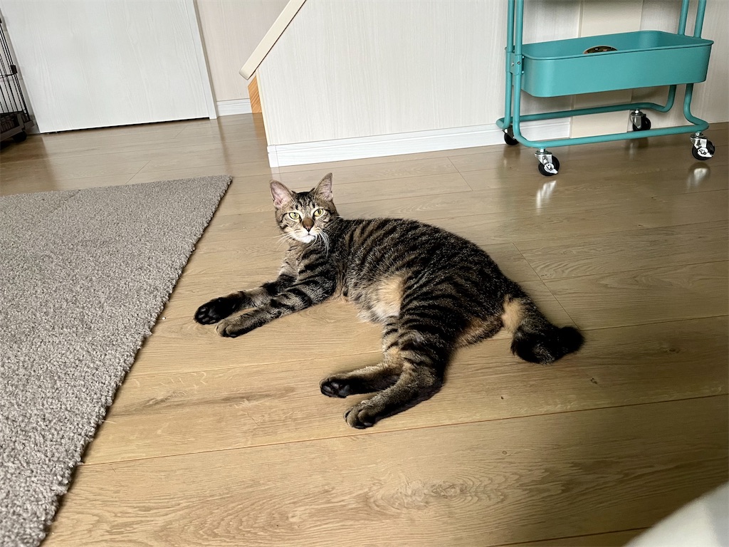 f:id:may-cat:20220620222533j:image f:id:may-cat:20220620222533j:image