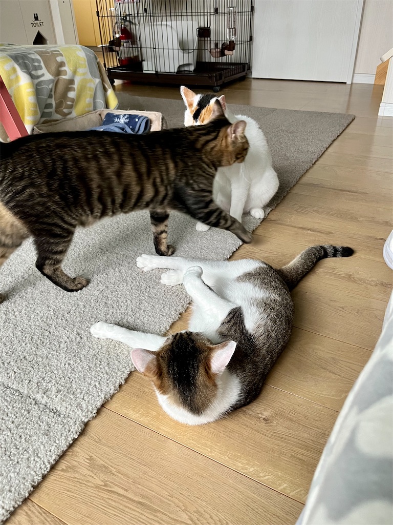 f:id:may-cat:20220620222538j:image f:id:may-cat:20220620222538j:image