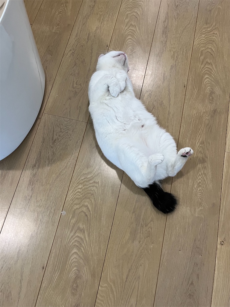 f:id:may-cat:20220622230450j:image f:id:may-cat:20220622230450j:image