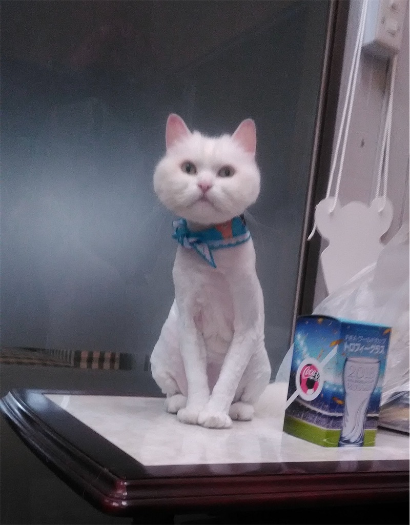 f:id:may-cat:20220627223253j:image f:id:may-cat:20220627223253j:image