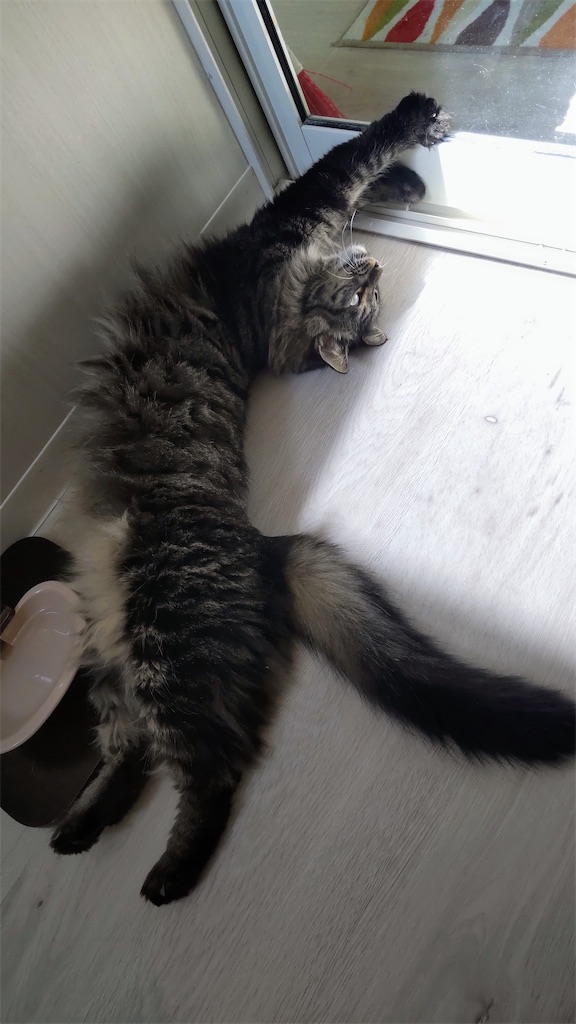 f:id:may-cat:20220627224133j:image f:id:may-cat:20220627224133j:image