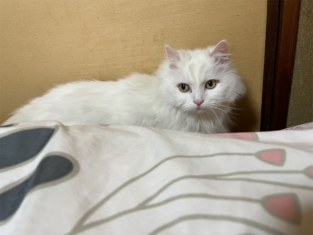 f:id:may-cat:20220627224143j:image f:id:may-cat:20220627224143j:image