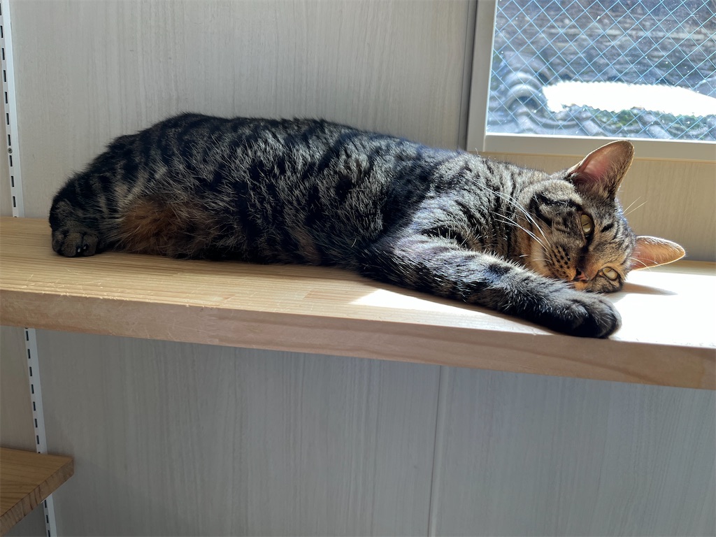 f:id:may-cat:20220707222617j:image f:id:may-cat:20220707222617j:image