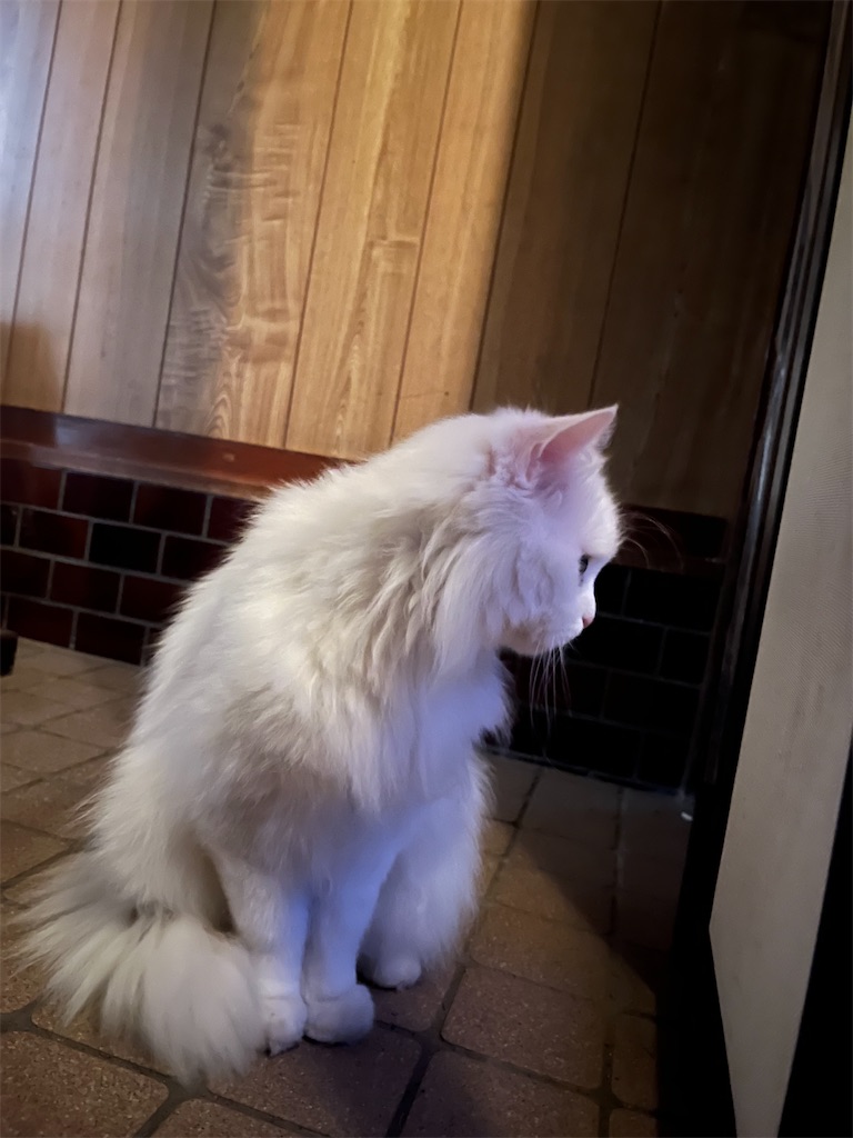 f:id:may-cat:20220715214125j:image