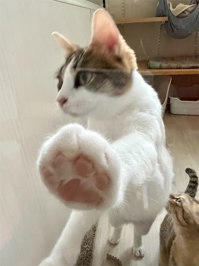 f:id:may-cat:20220724230301j:image
