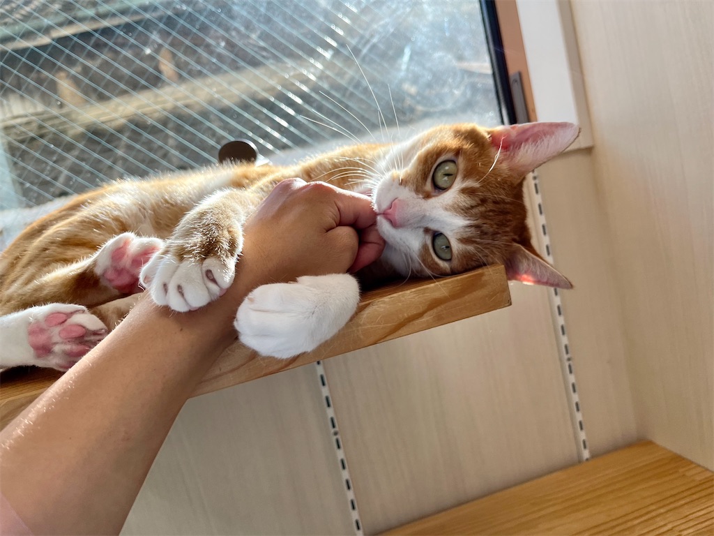 f:id:may-cat:20220802213449j:image f:id:may-cat:20220802213449j:image