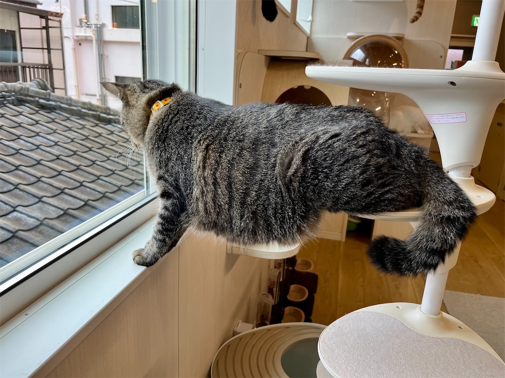 f:id:may-cat:20220816230910j:image