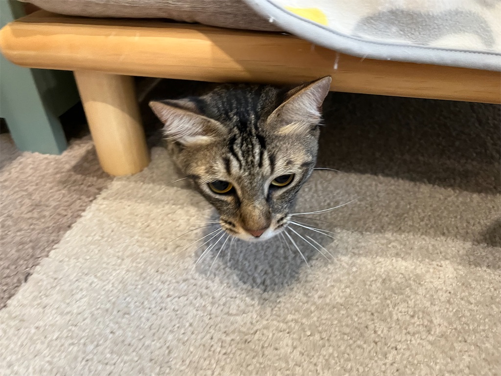 f:id:may-cat:20220827223117j:image f:id:may-cat:20220827223117j:image