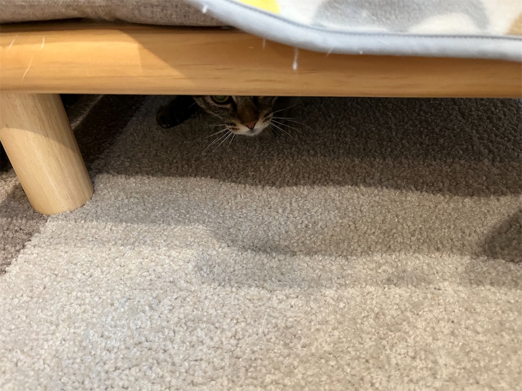 f:id:may-cat:20220827223120j:image f:id:may-cat:20220827223120j:image