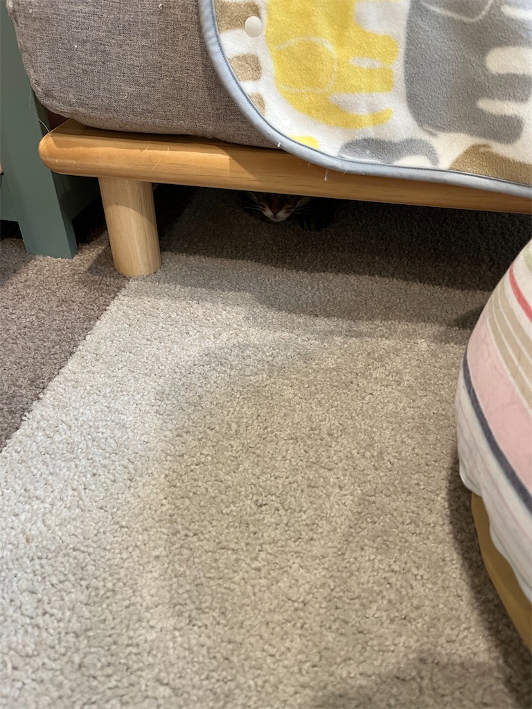 f:id:may-cat:20220827223306j:image f:id:may-cat:20220827223306j:image