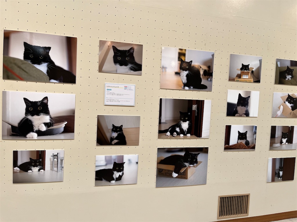 f:id:may-cat:20220827223852j:image f:id:may-cat:20220827223852j:image