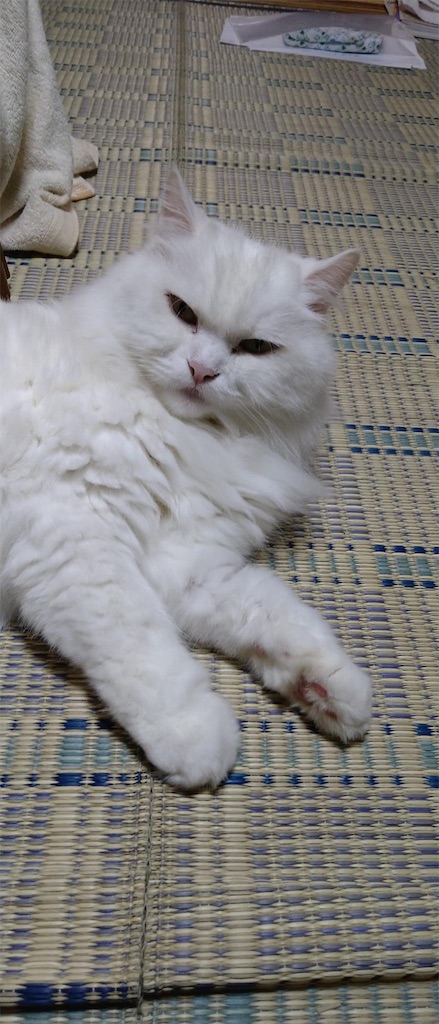 f:id:may-cat:20220907233651j:image f:id:may-cat:20220907233651j:image