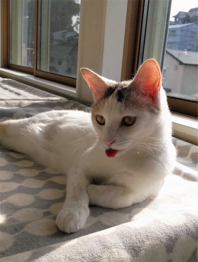 f:id:may-cat:20220911223240j:image