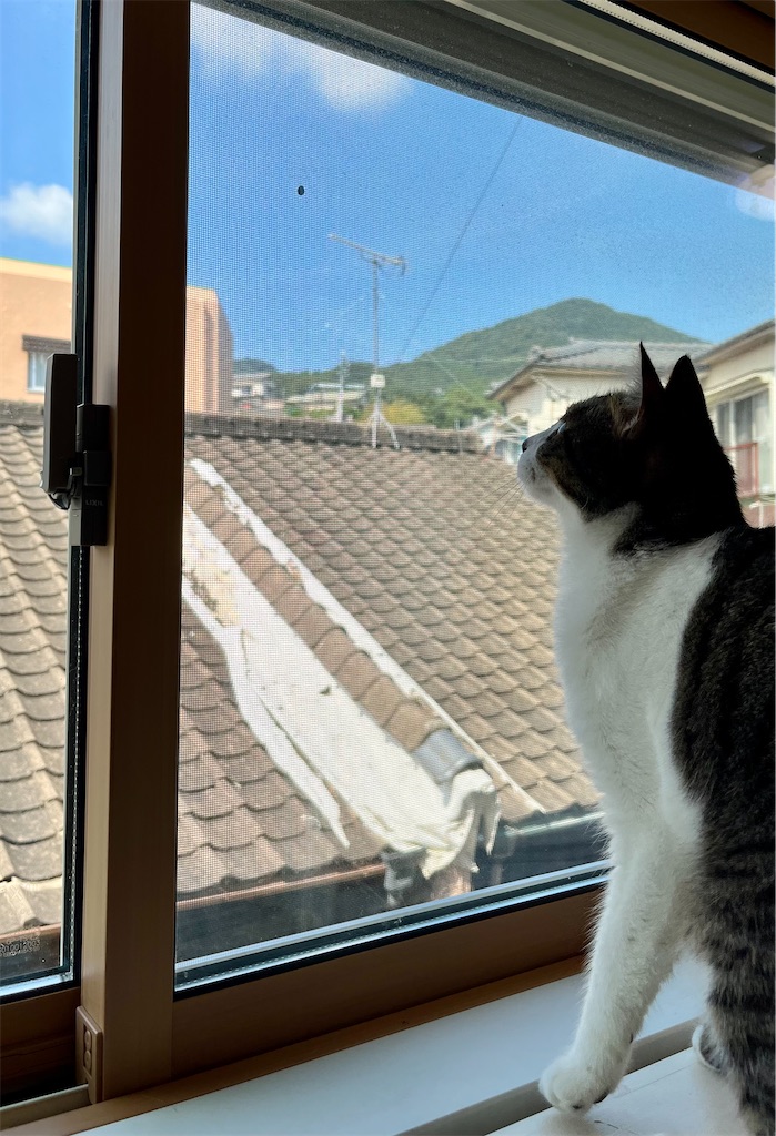 f:id:may-cat:20220914230522j:image f:id:may-cat:20220914230522j:image