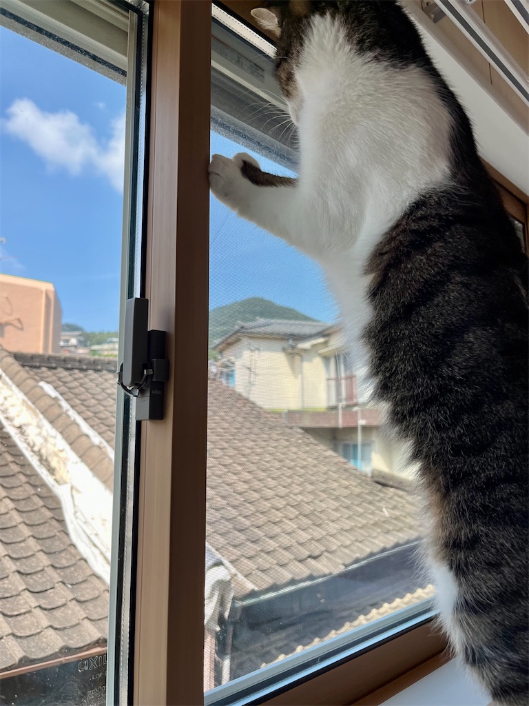f:id:may-cat:20220914230722j:image f:id:may-cat:20220914230722j:image